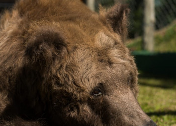 Morre a ursa que foi transferida do Zoobotânico de Teresina para São Paulo